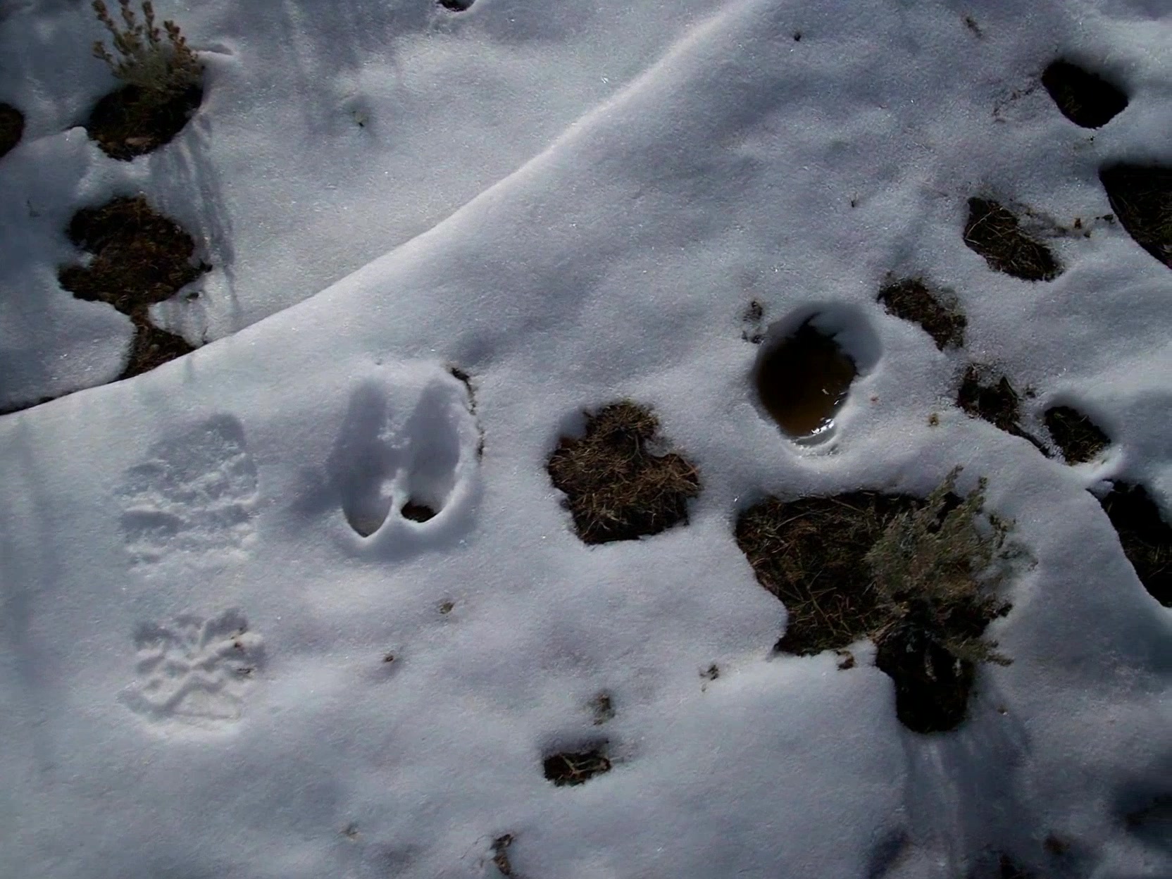 The Unsolved Mystery of the Devil’s Footprints