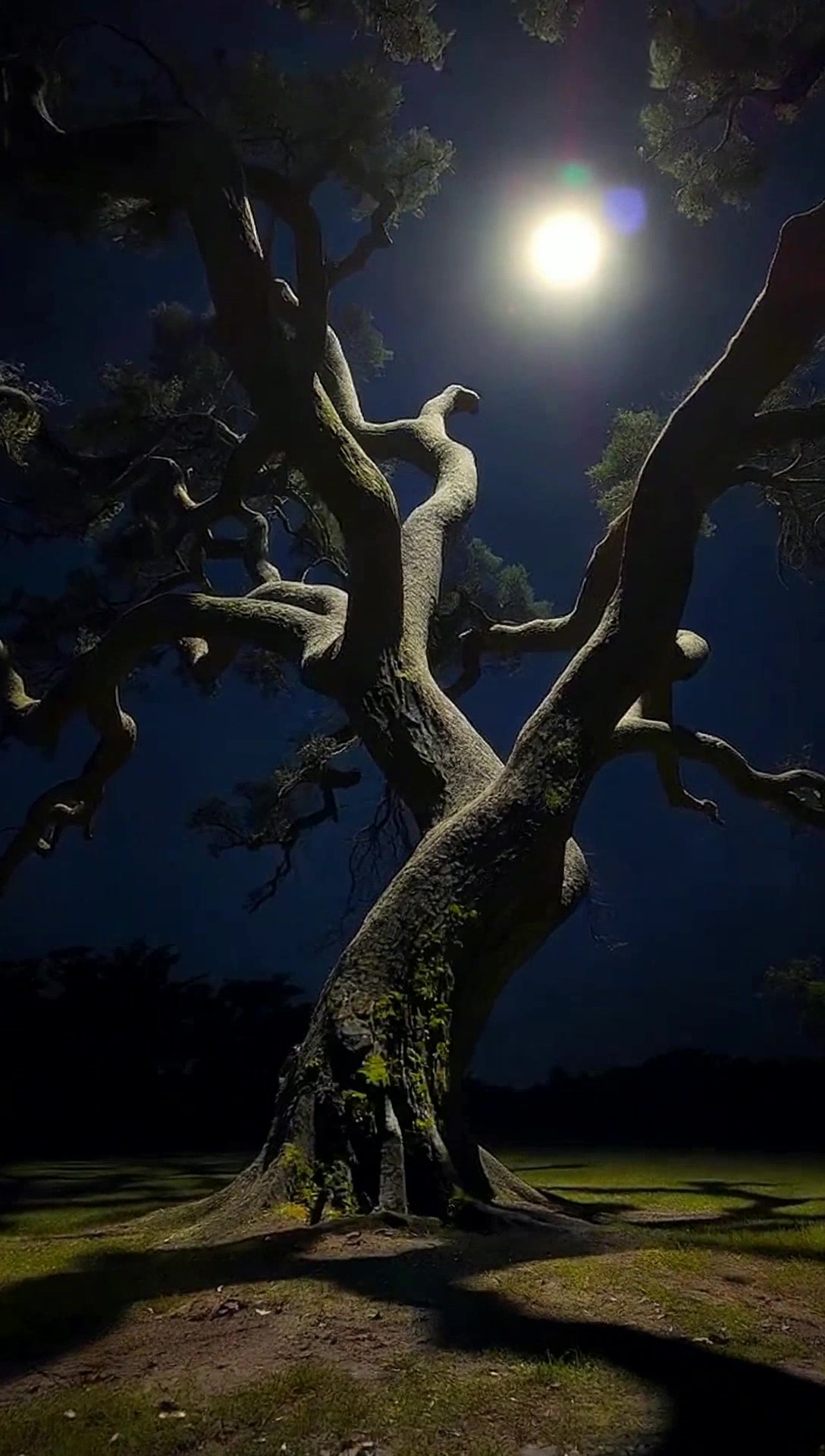 The Haunting Legend of Florida's Devil's Tree