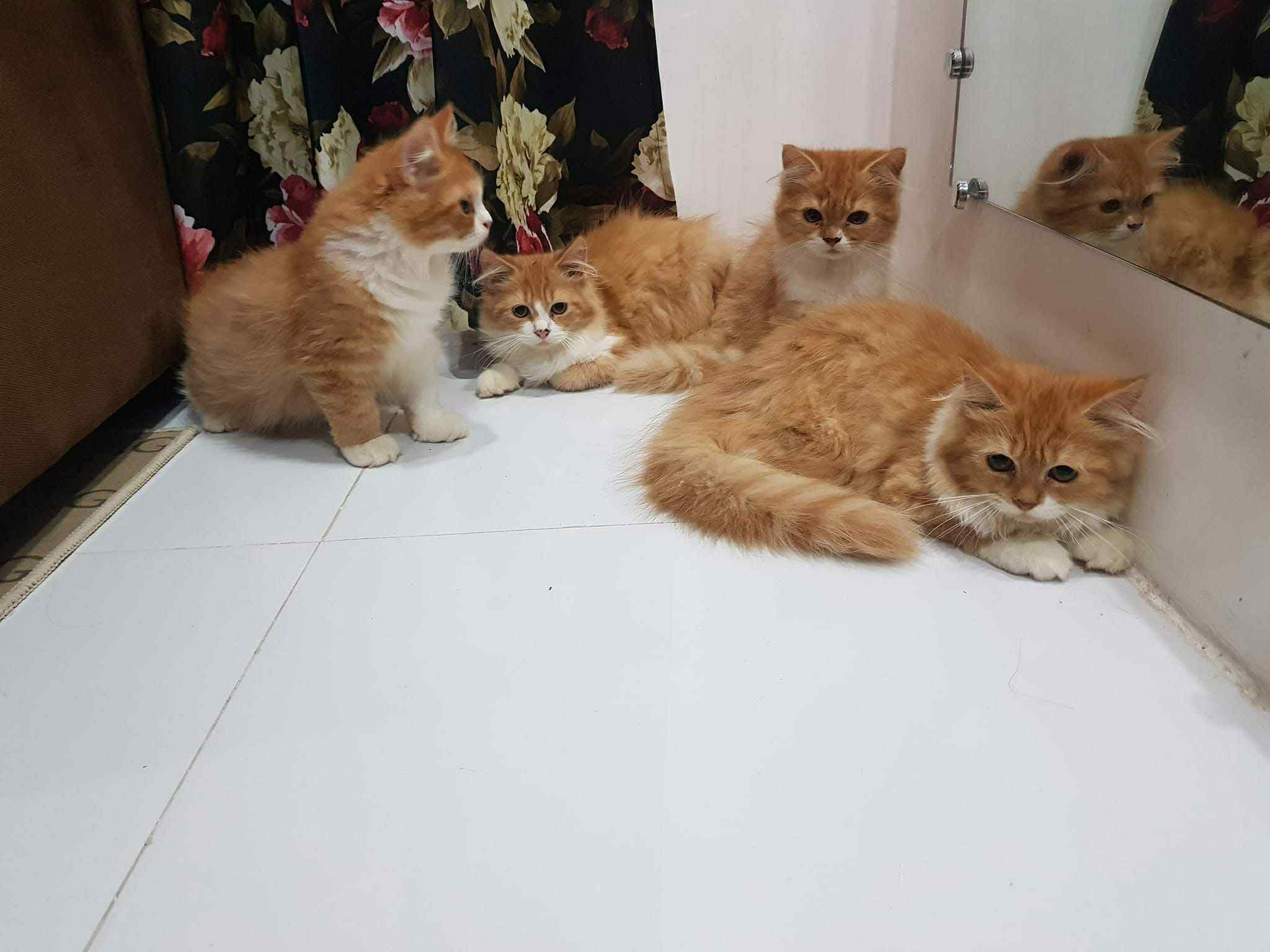 The Council of the Orange Floofs