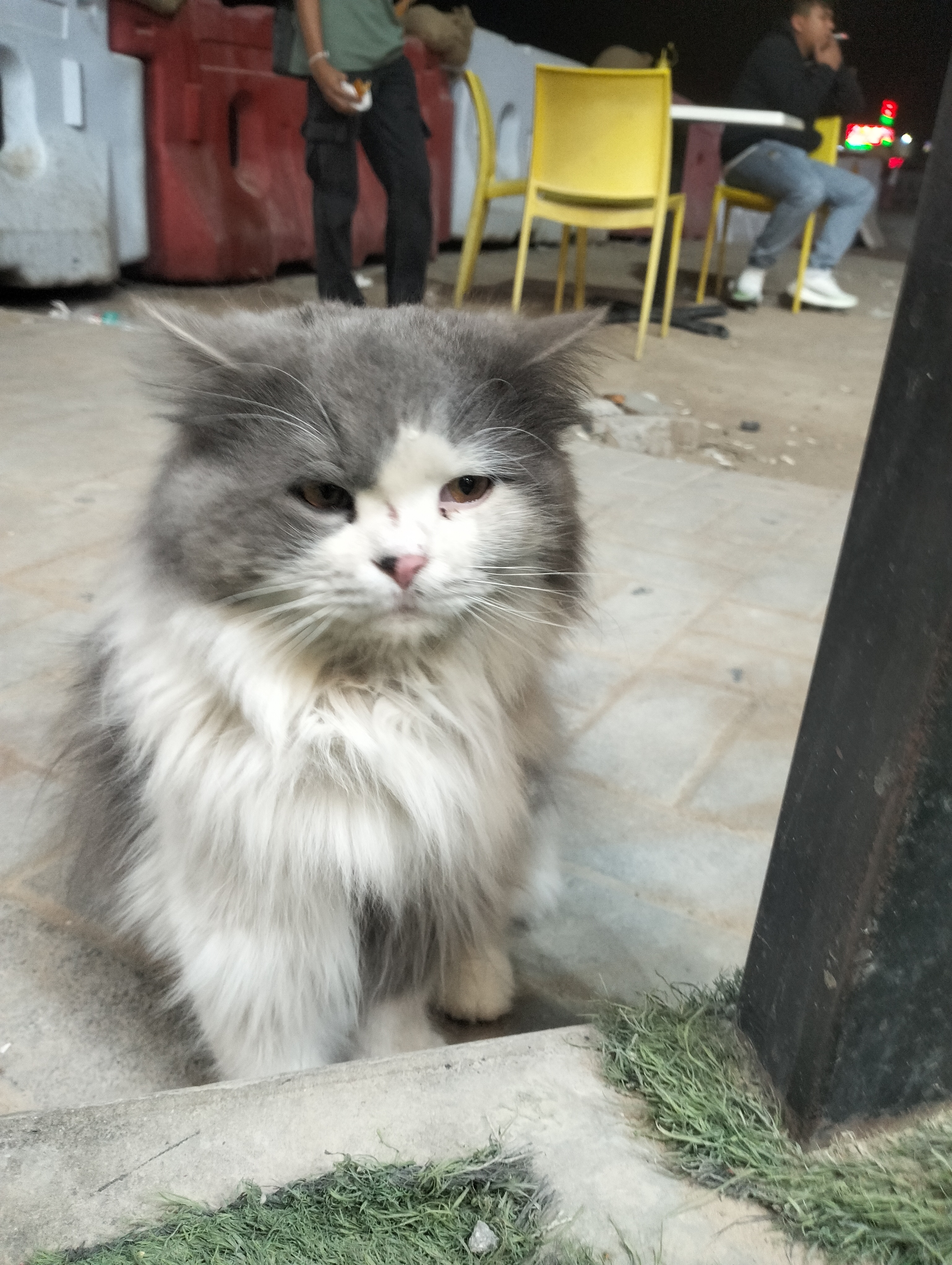 The Kitten Who Waited (copy)