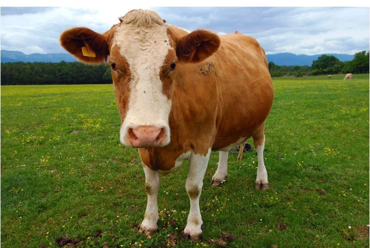 AI Farmers and Cow Collaboration
