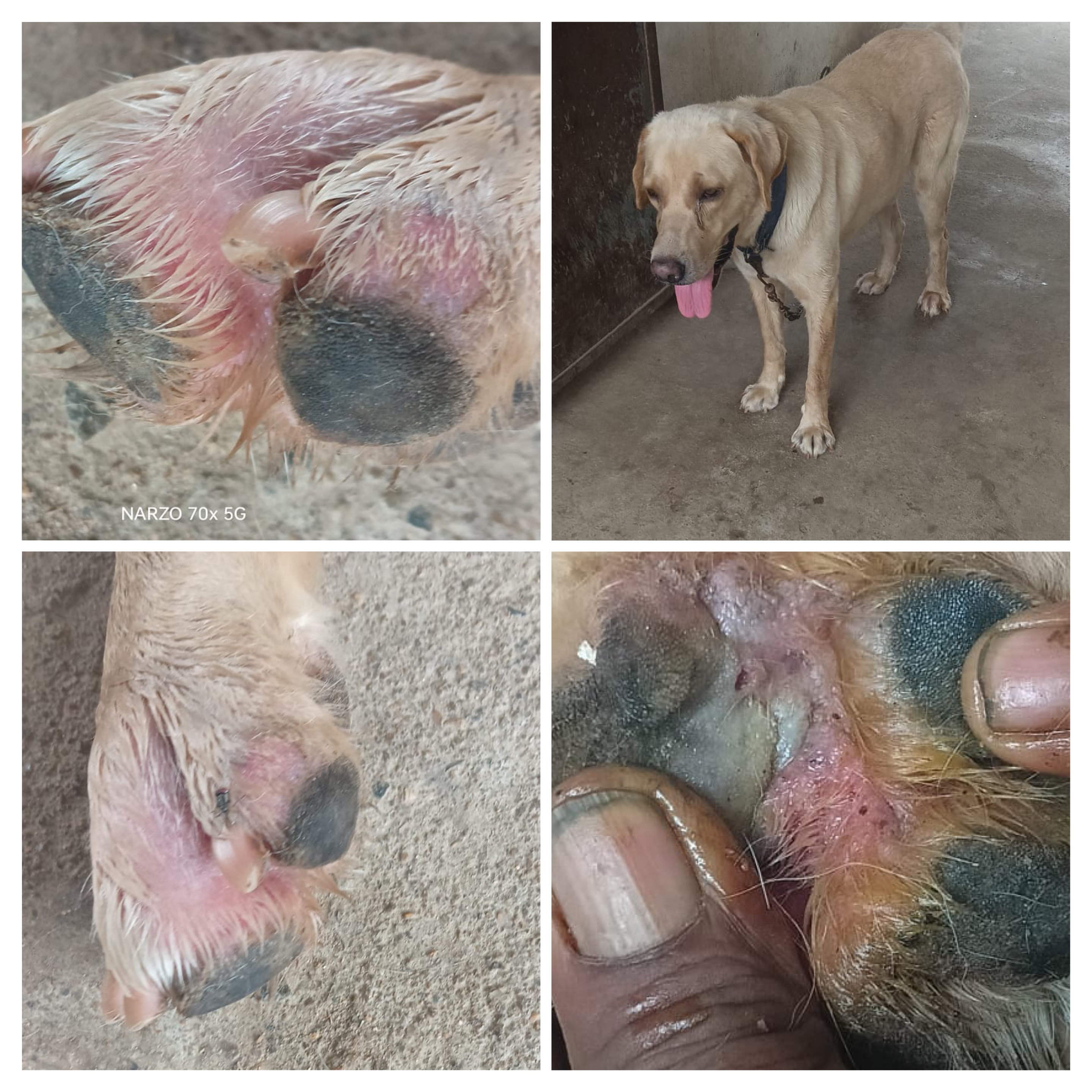 Curing Dog Pododermatitis: Essential Treatments Revealed!