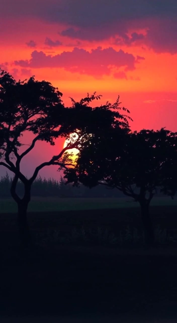 The Day They Chose Each Other