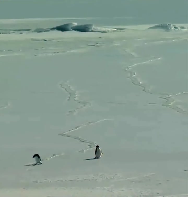 Why This Penguin Went Viral
