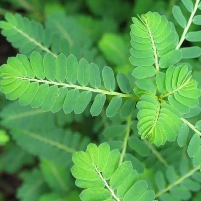 Manfaat Daun Meniran untuk Kesehatan