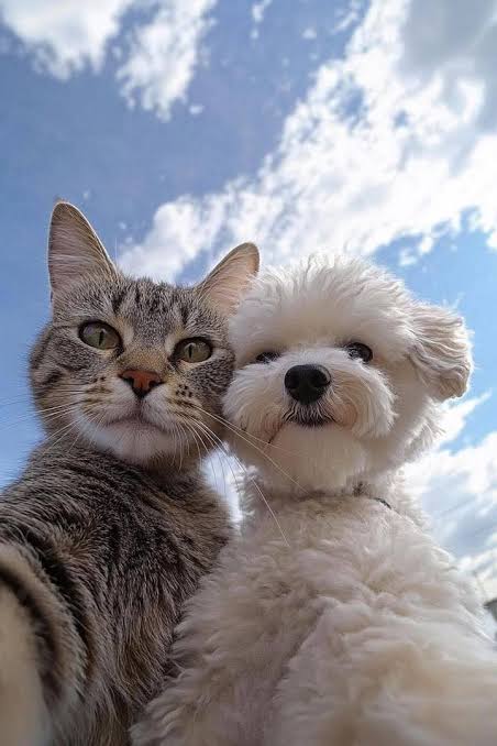 Billi aur Uska Dost: Chor ka Parda Fash