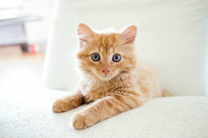 Cats and Rain: A Southeast Asian Tradition