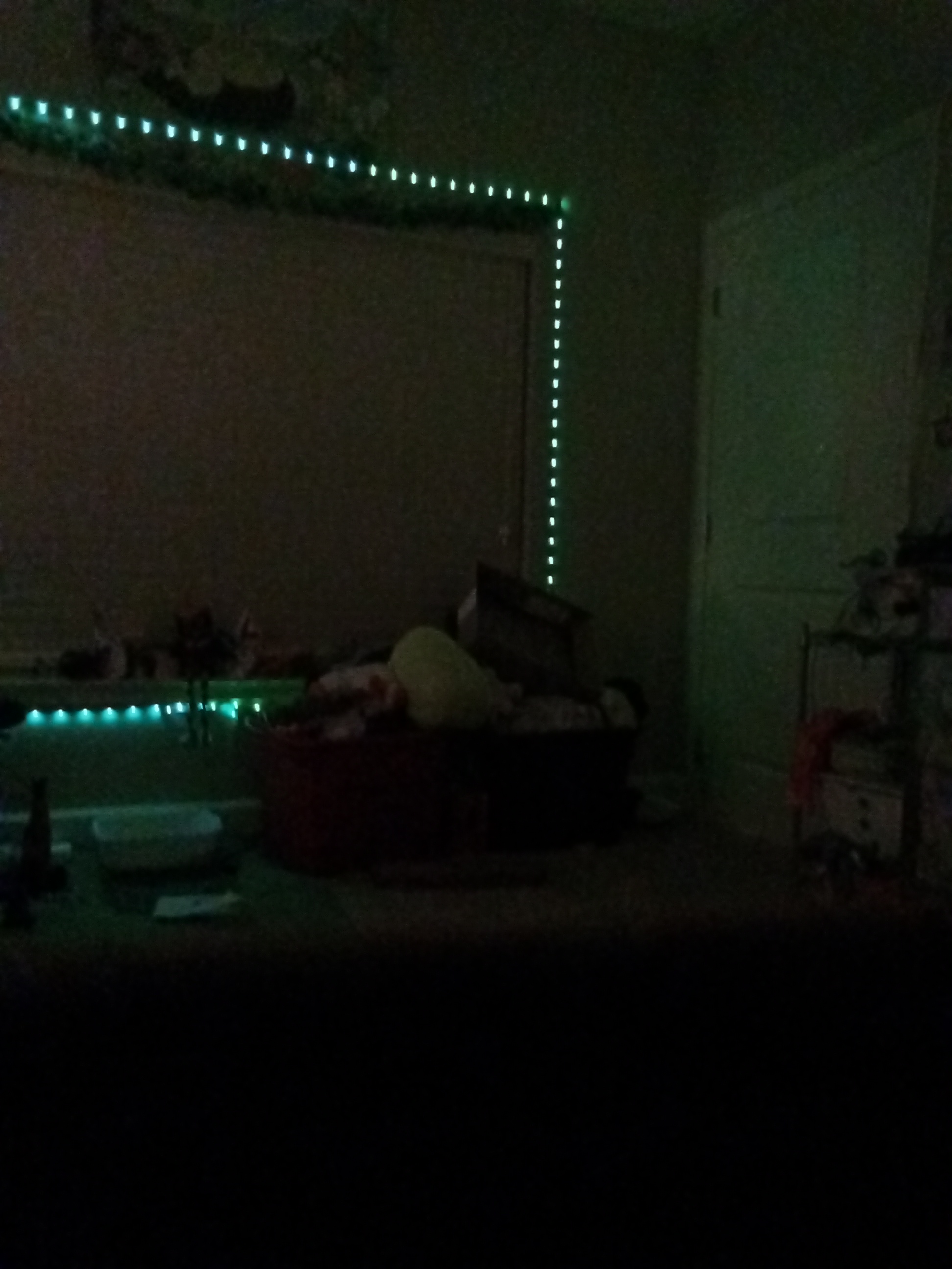 Cats Break Into My Room!