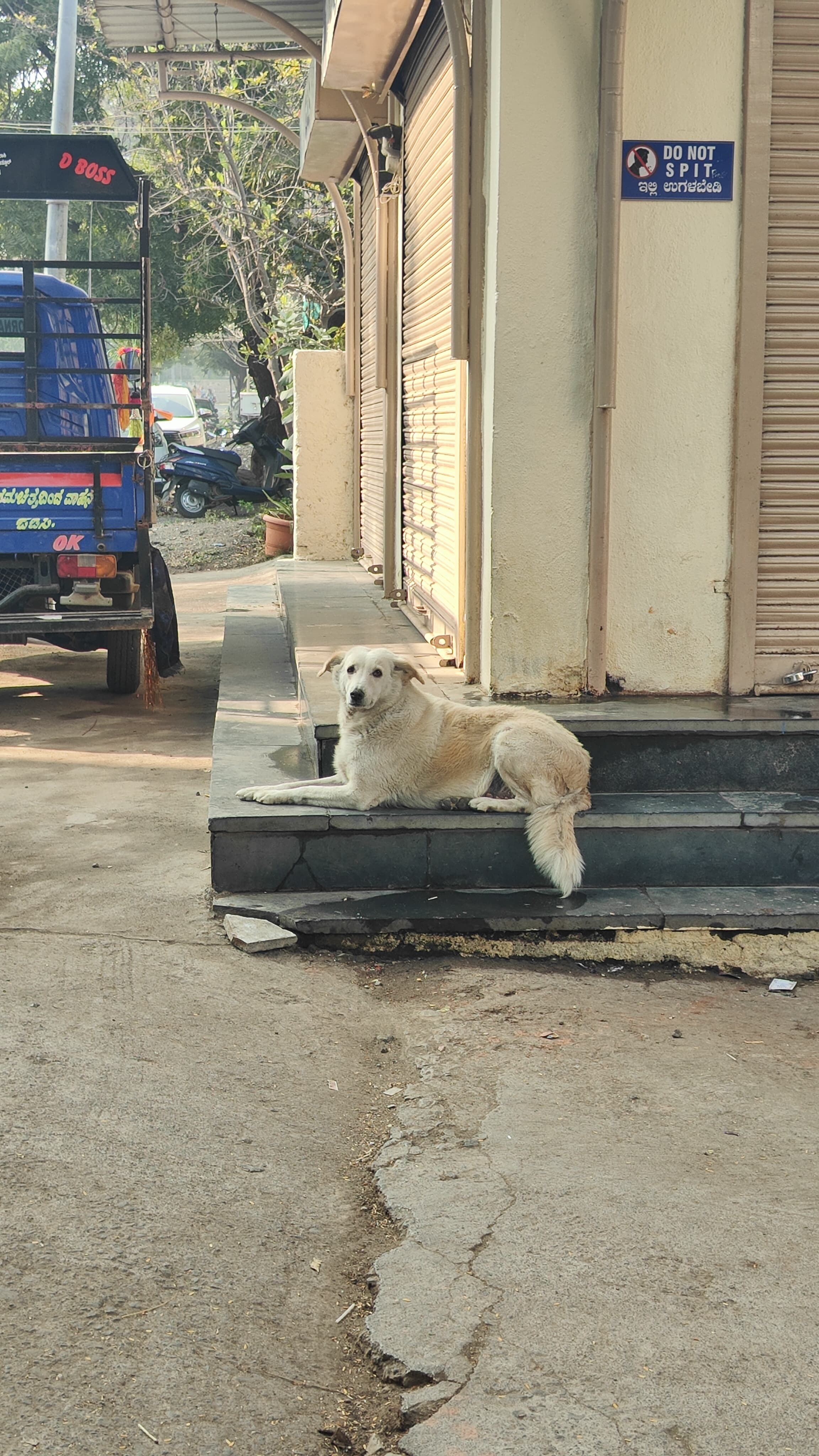 Dog Says Hi to Chetan!