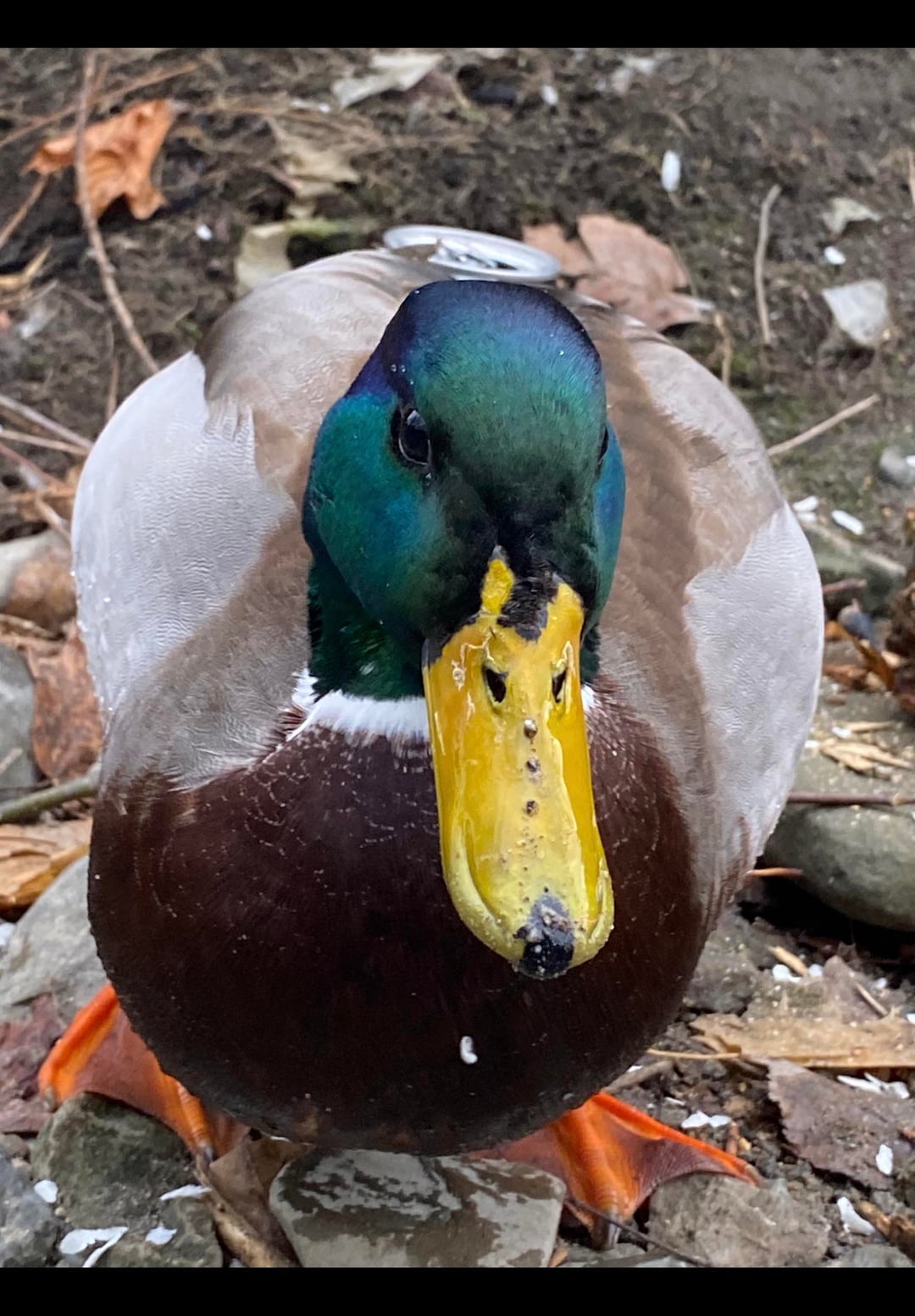 अलग बतख की कहानी