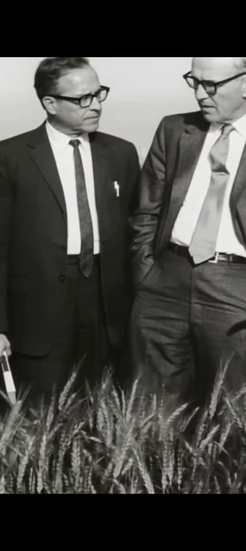 The Miracle of Dwarf Wheat: India's Green Revolution