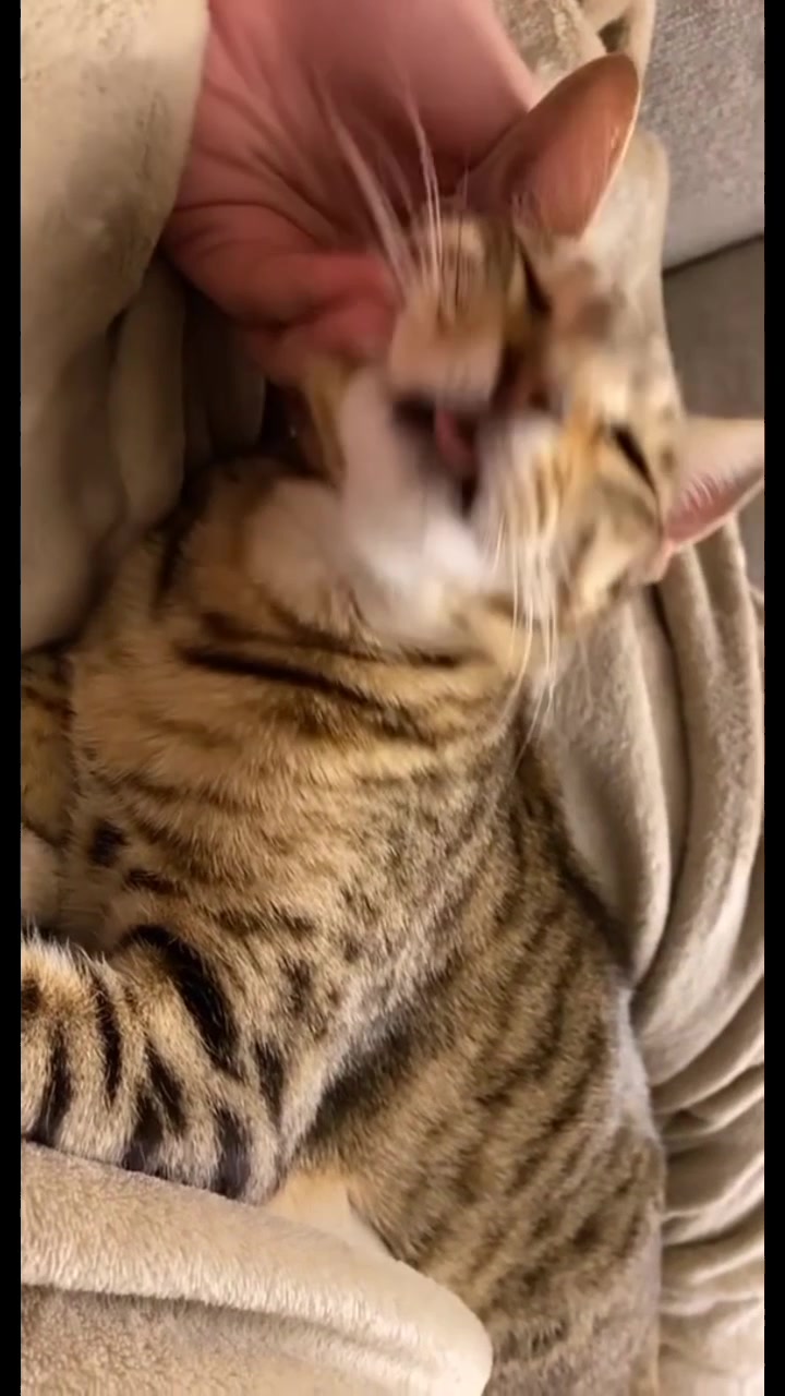 Kucing Drama Saat Mandi: Pura-pura Pingsan!