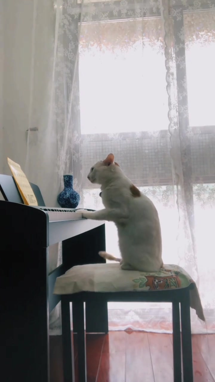 Kucing Viral: Pianis Terbaik yang Selalu Kabur!