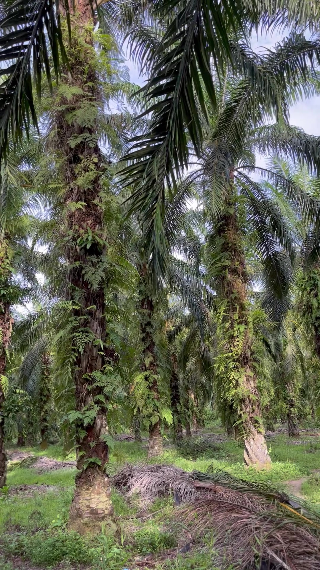 Pahlawan Tersembunyi: Kisah Petani Sawit
