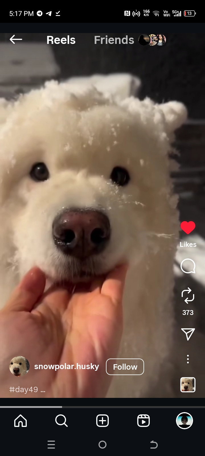 Samoyed Playing Joyfully in Snowy Garden
