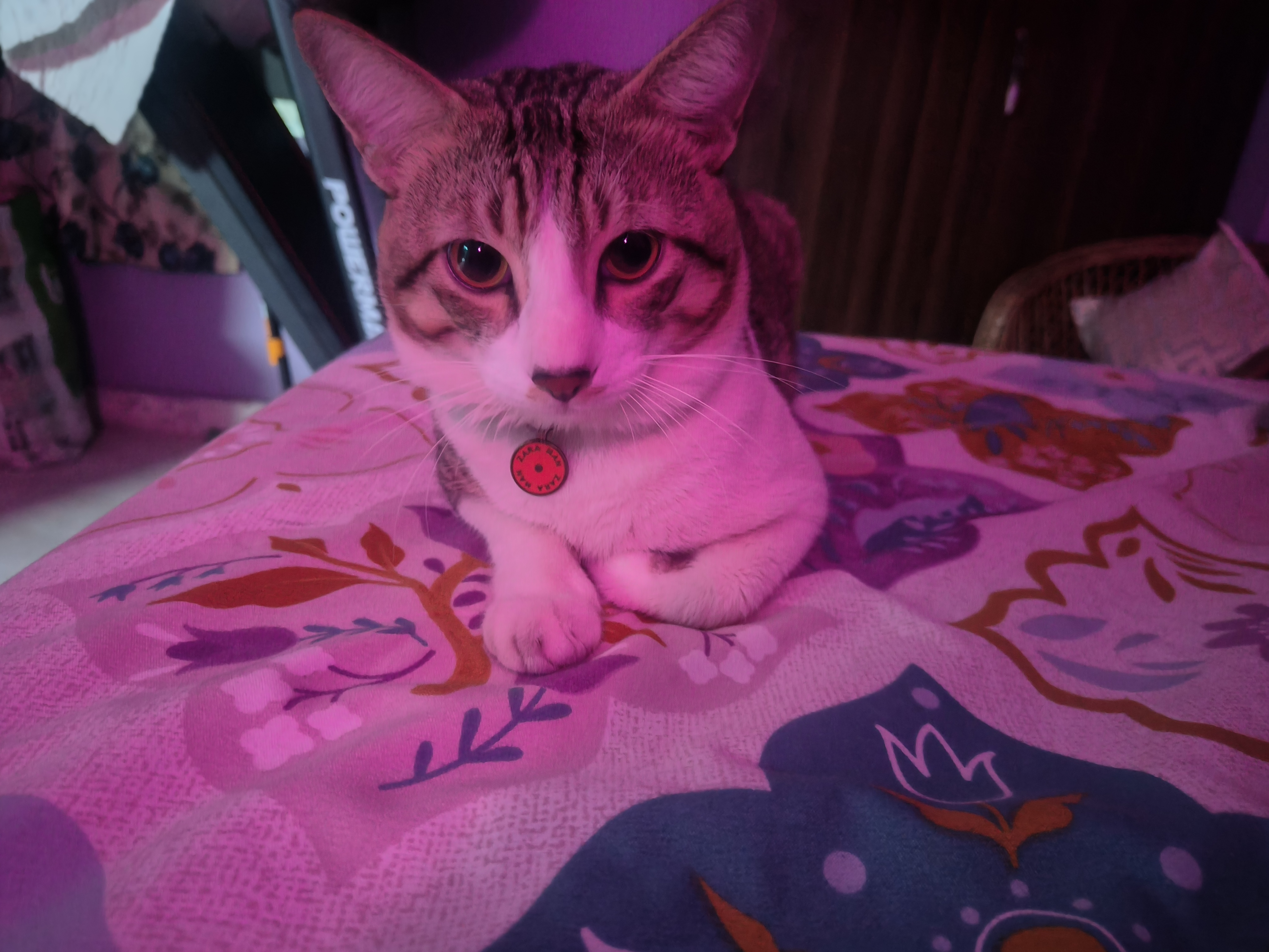 For My Beloved Cat Puchhu