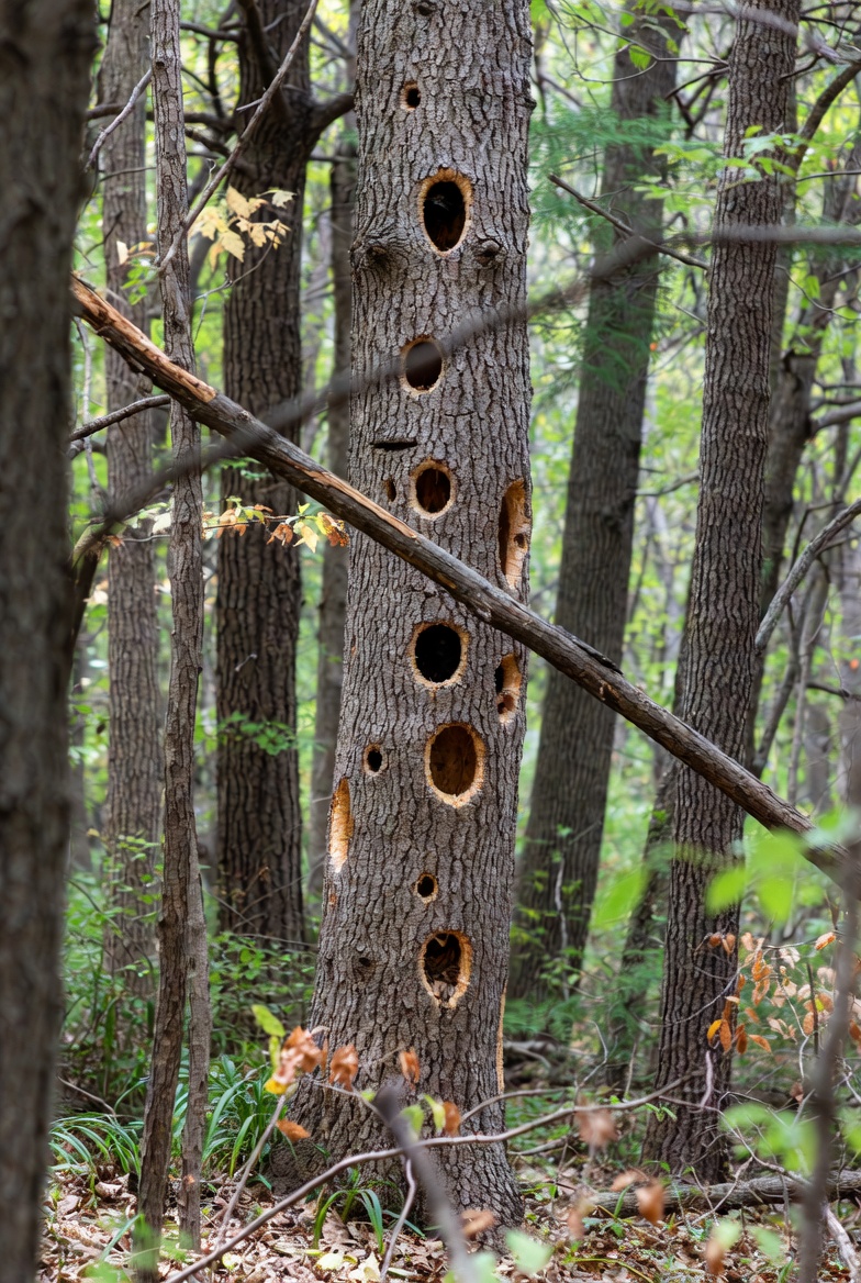 Amazing Facts About Pileated Woodpeckers!