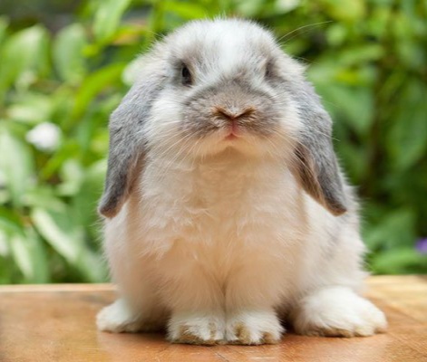 Kelinci Holland Lop: Sejarah dan Pengembangan