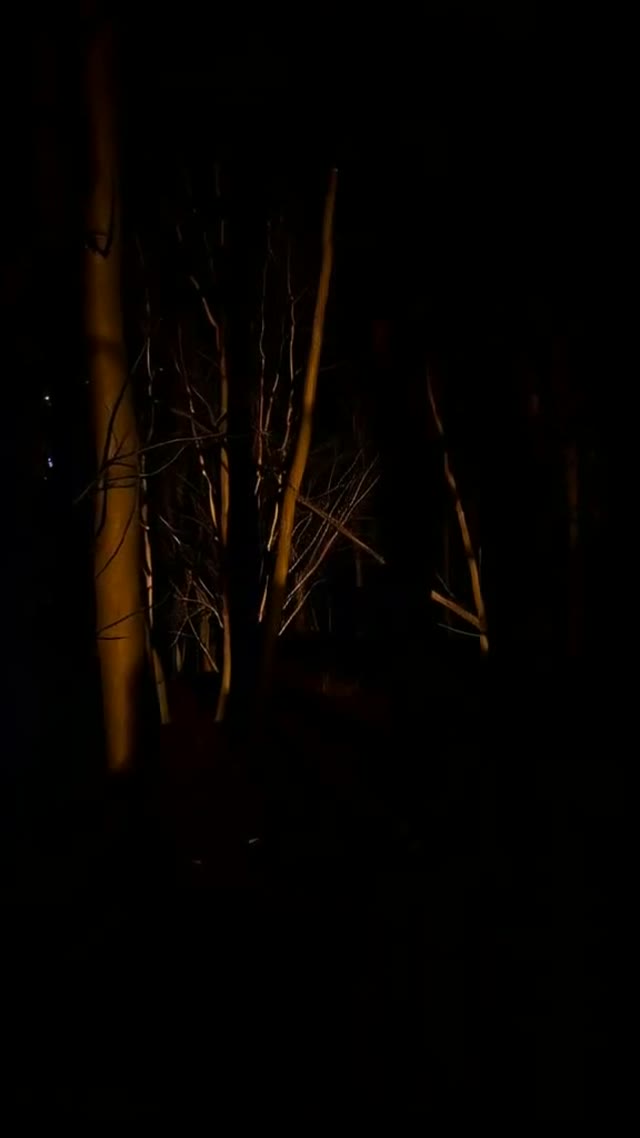 Ambulans Tua di Hutan Terpencil