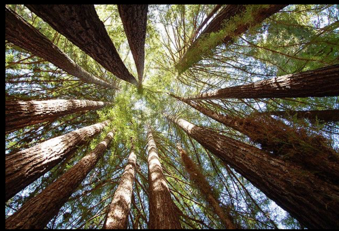 Beyond Reality: The Enigmatic Mystery Spot of San Jose