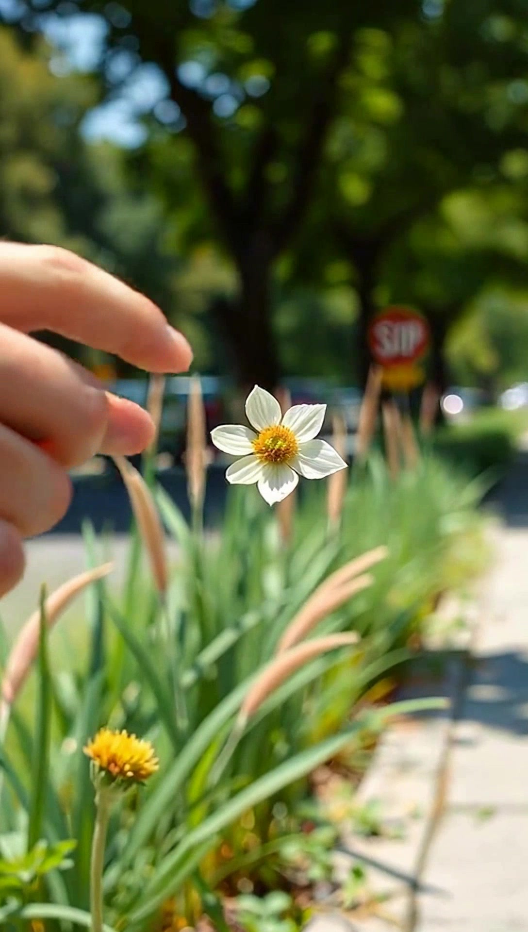 La Plante Sauvage des Rues : Beauté Inaperçue