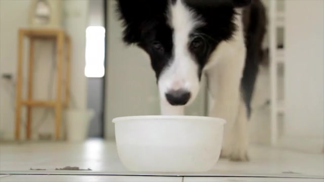 Heaven for Our Pets: A Journey of Love and Belief