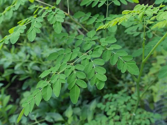 Unlocking the Health Benefits of Moringa: The Miracle Tree