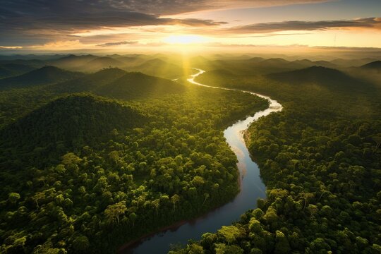 The Amazon Rainforest: Our Living Future