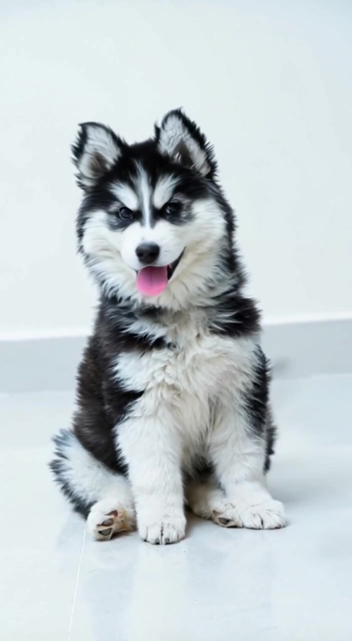 Meet Our Adorable Siberian Husky Puppies – Your Future Best Friend Awaits!