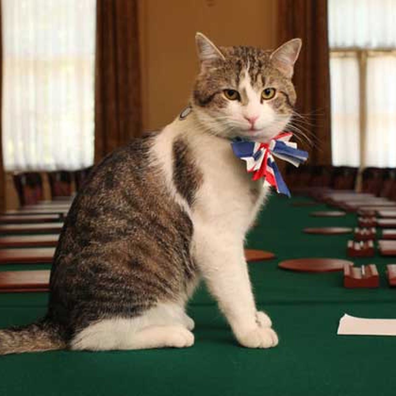 Meet the UK's Famous Chief Mouser: Humphrey the Cat!