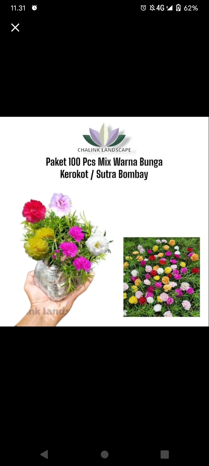 Tanam Bunga Kerokot: Hiasi Tamanmu dengan Sutra Bombay!