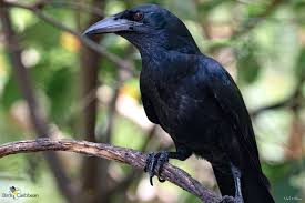 Top 10 Most Intelligent Animals After Humans!