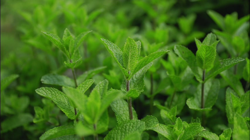 Bangun Brand Stevia Sendiri dengan Maklon Profesional!