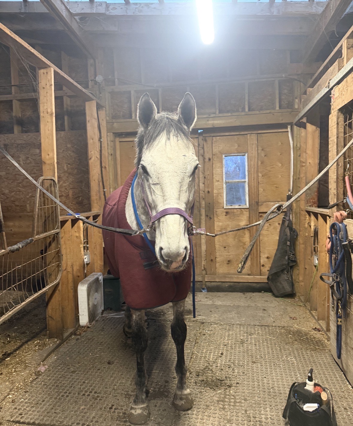 Stewie the Horse's Silly Birthday Message!