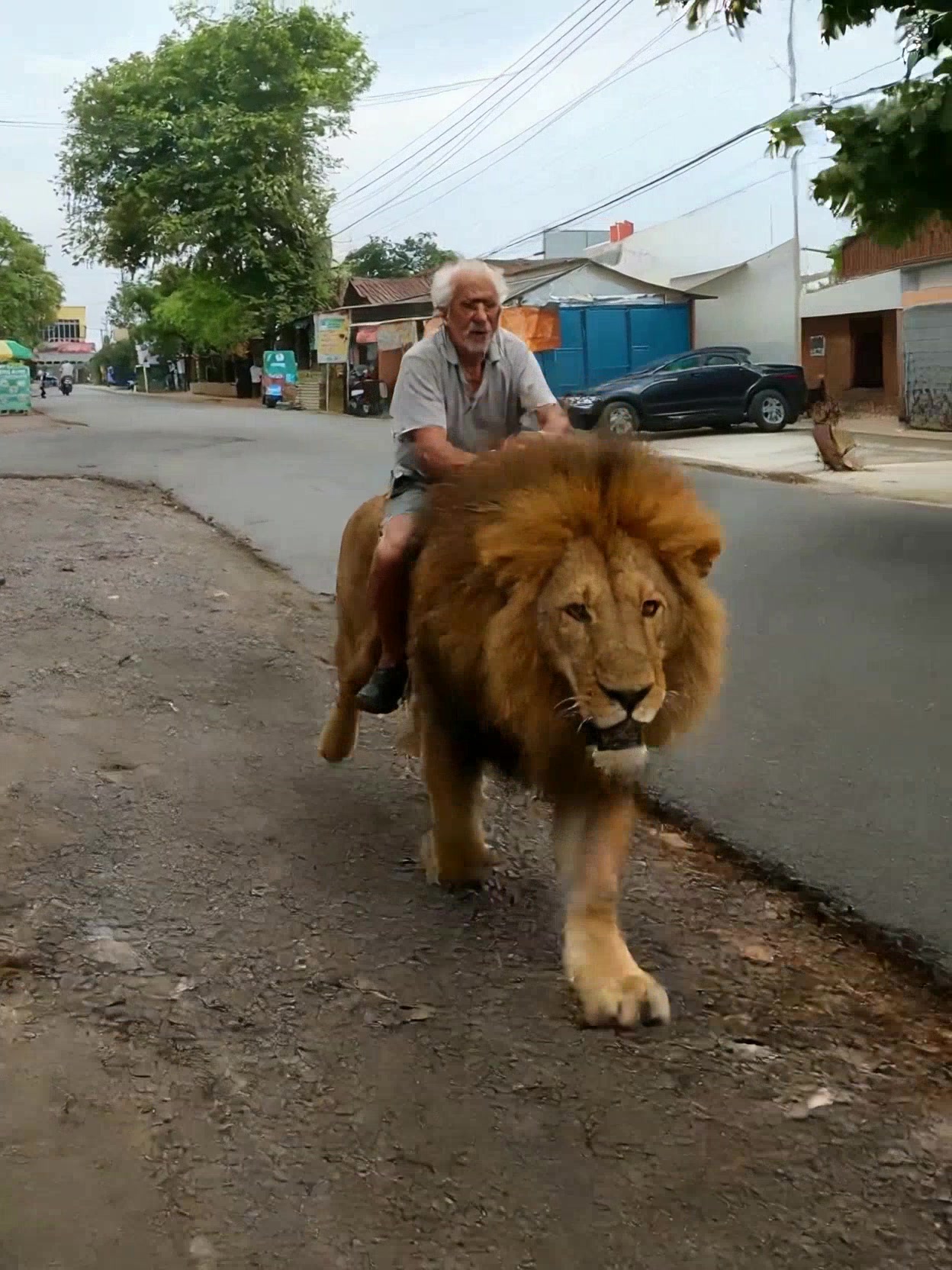 Kakek Numpak Singa: Reaksi Putu