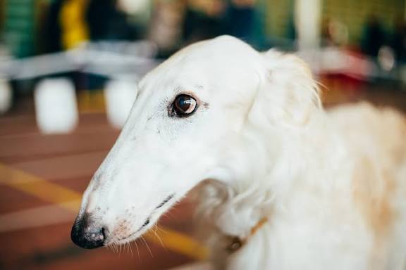 Keanggunan dan Kekuatan: Mengenal Anjing Borzoi