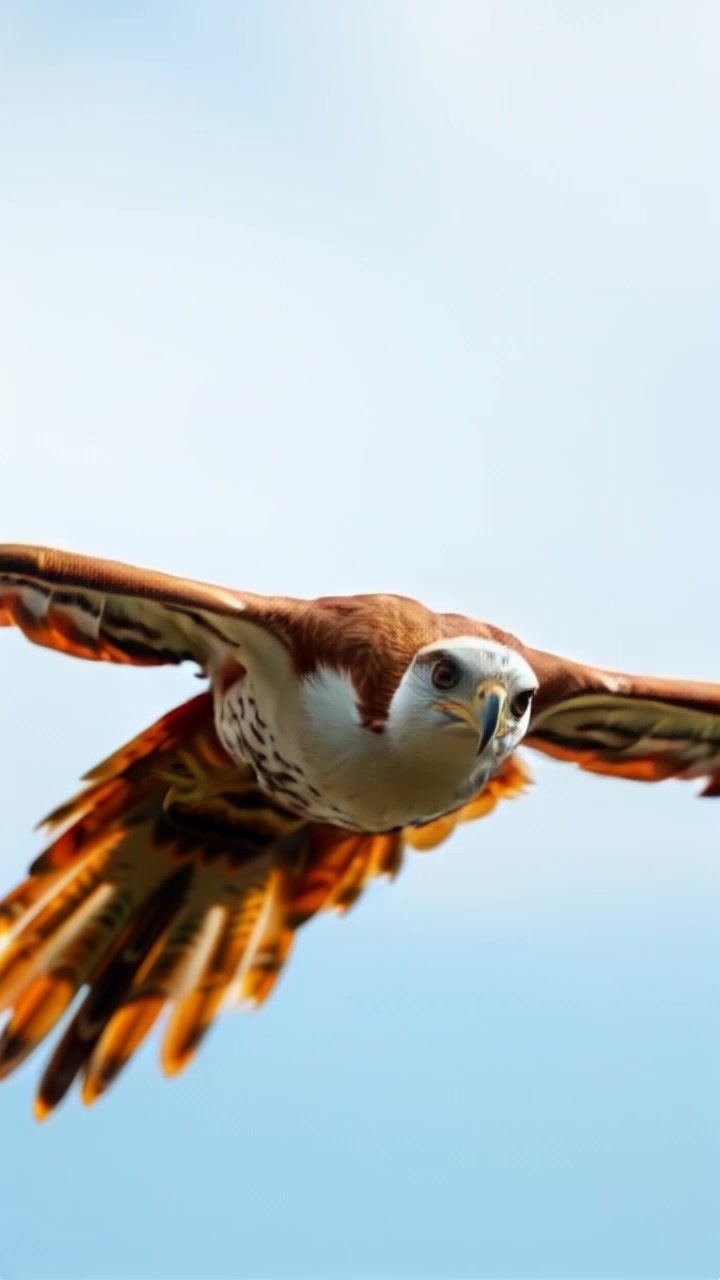 Aerial Adventure: Baby Eagle's Soaring Ride