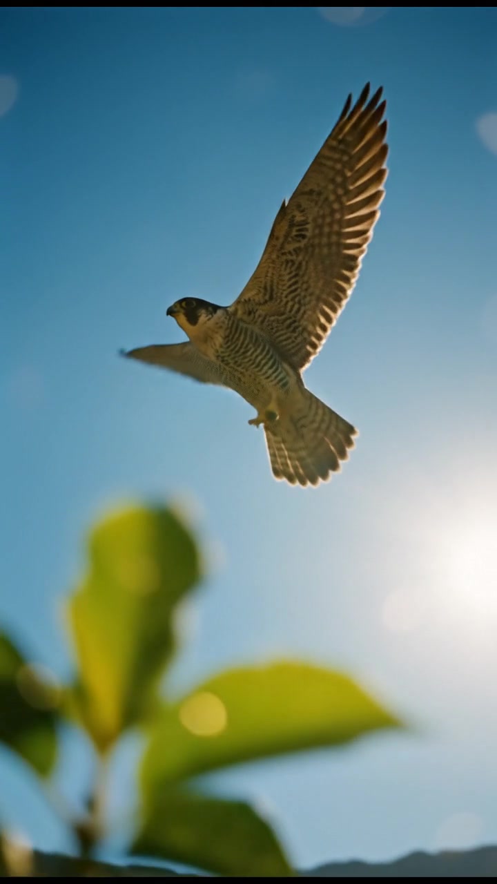 The Ultimate Sky Predator: Falcon Speed Unleashed!