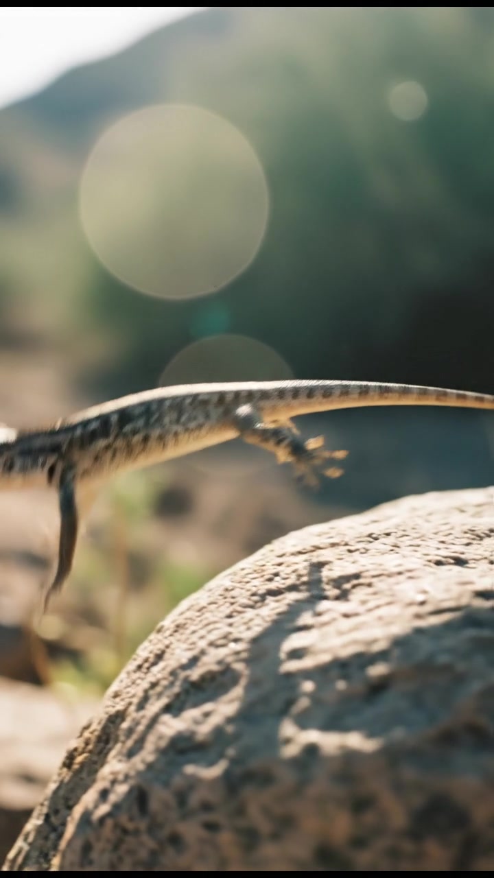 The Ultimate Predator: Monitor Lizard in Action