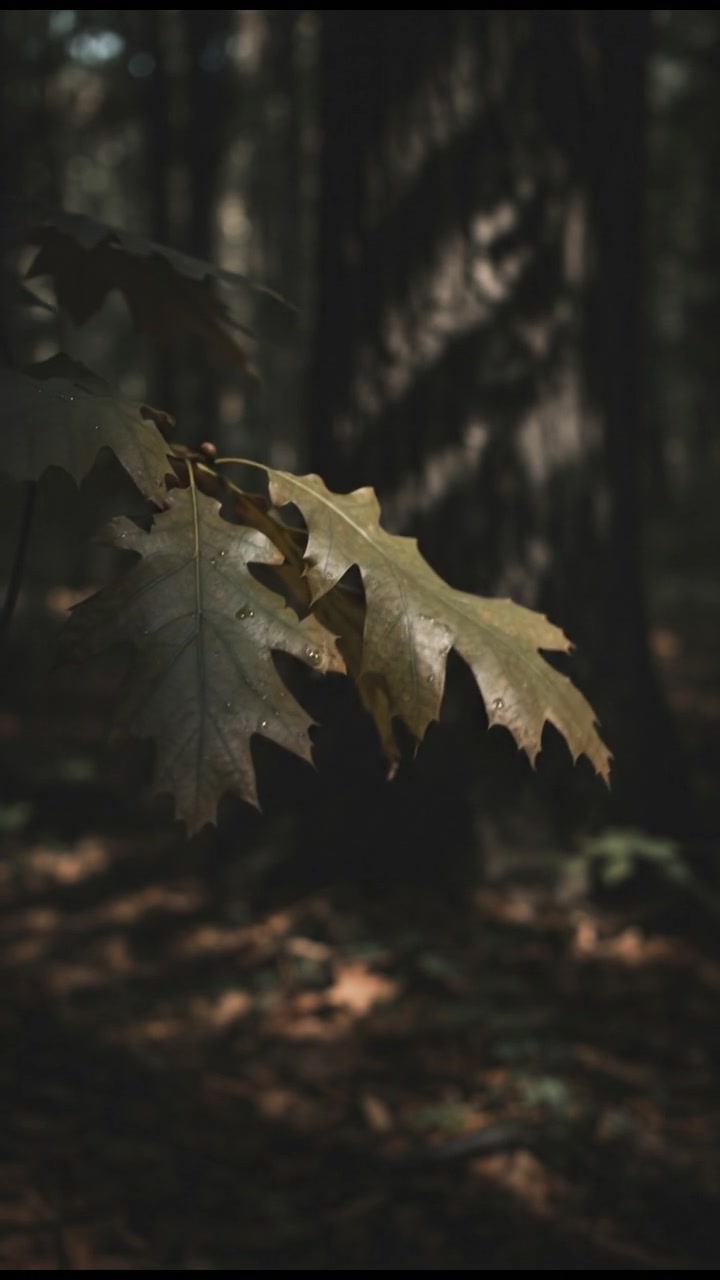 Uncovering the Forest's Dark Secret