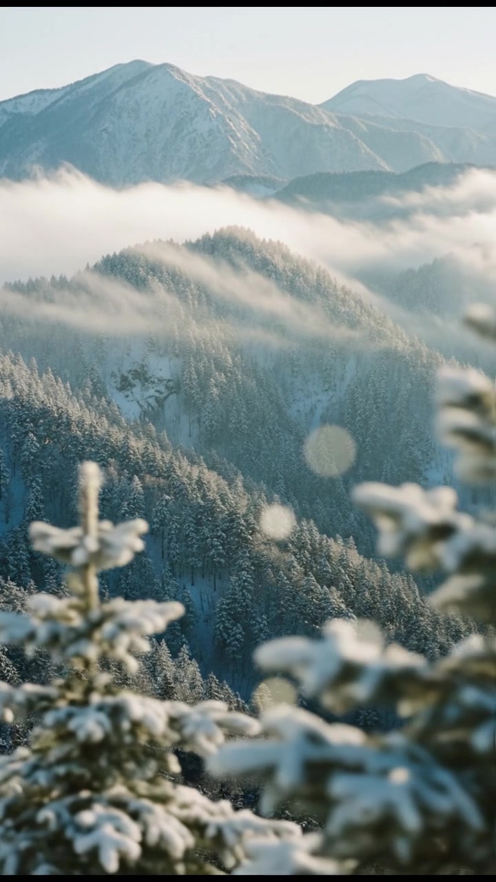 Holiday Dreams: A Cozy Misadventure