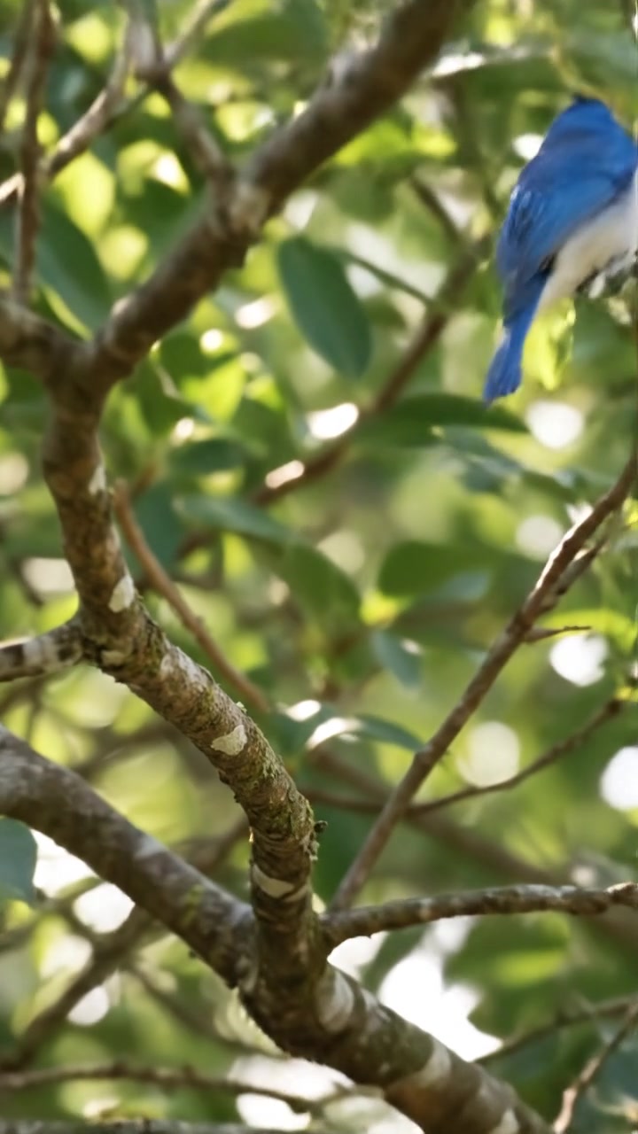 Sky, the small bird with bright blue and white feathers, perches on a branch in a green tree.