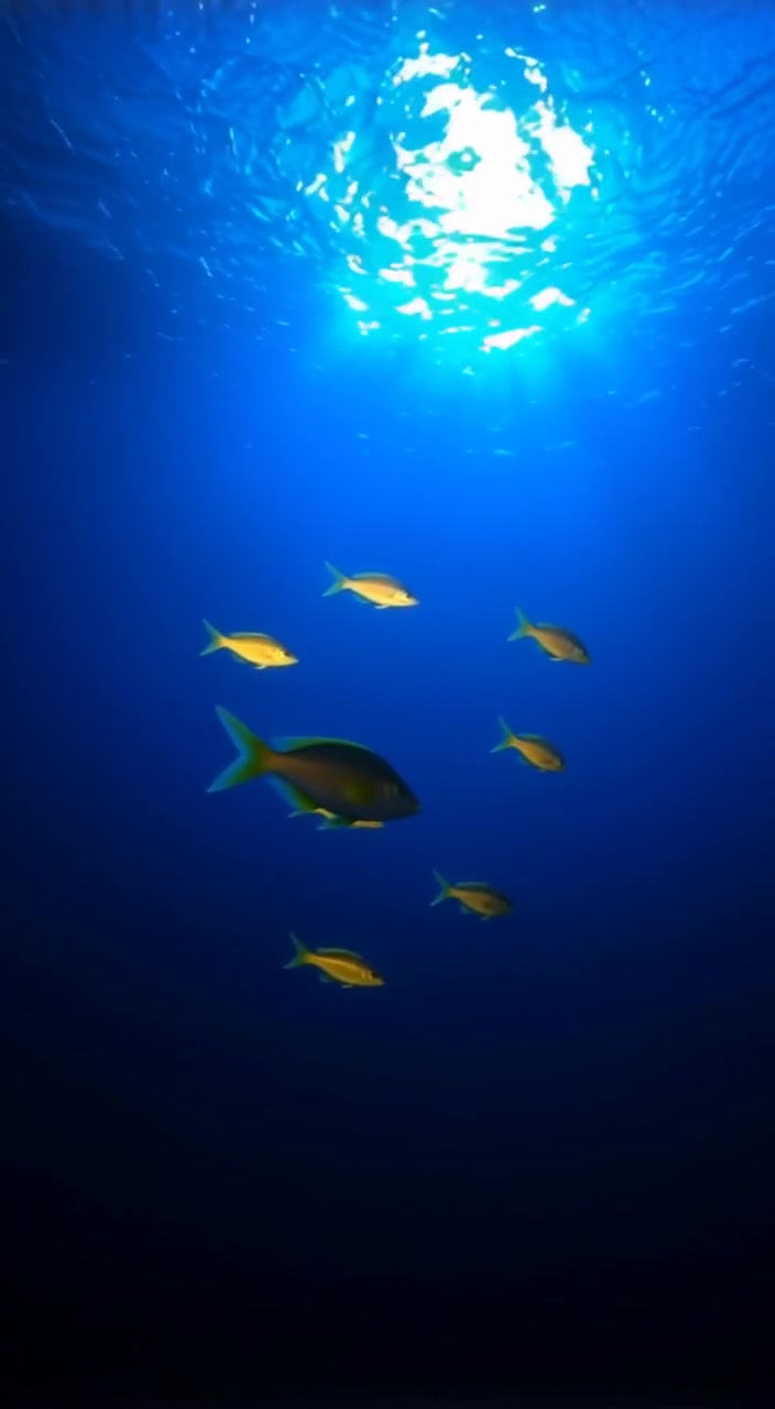 Sunlight gently filters through the surface as a school of fish swims gracefully in the deep blue ocean.