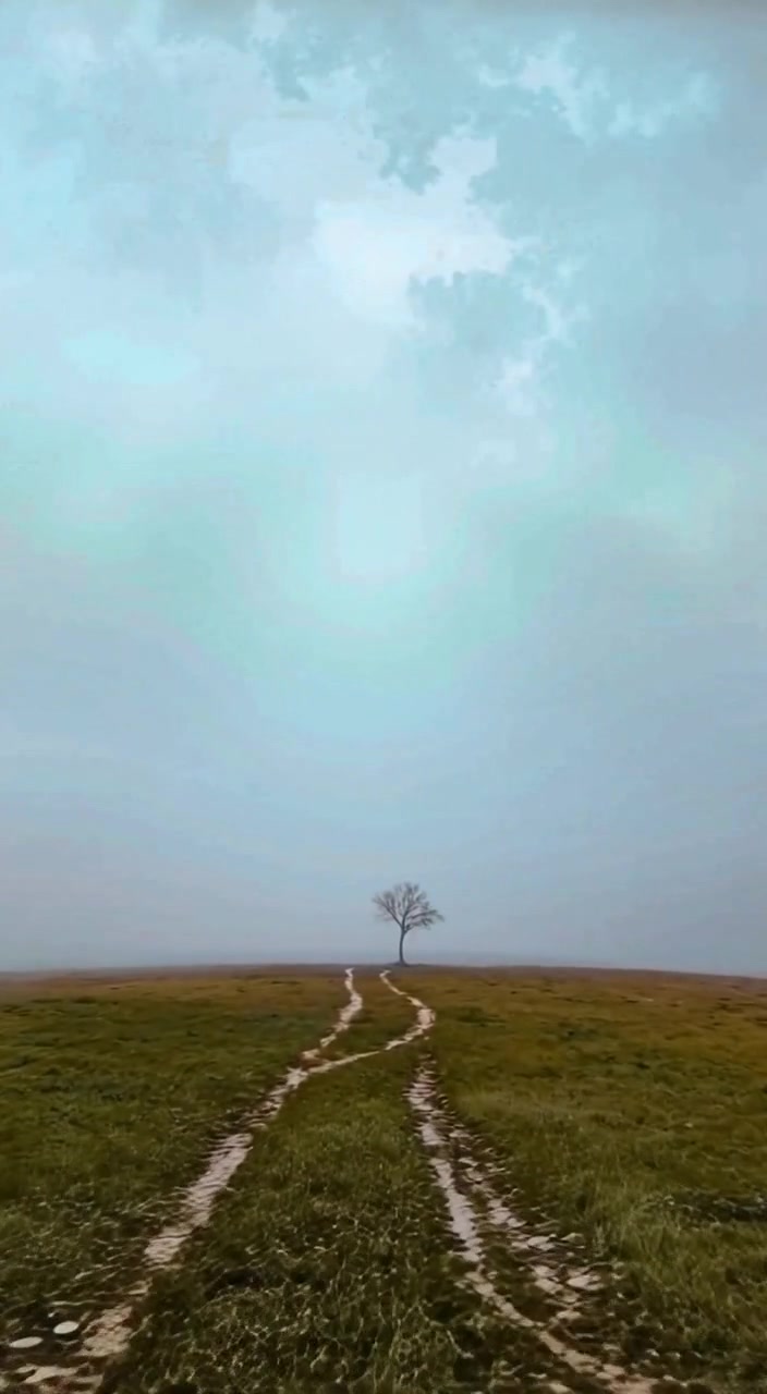 The fog gently swirls around the solitary tree, revealing its silhouette in the vast, open field.
