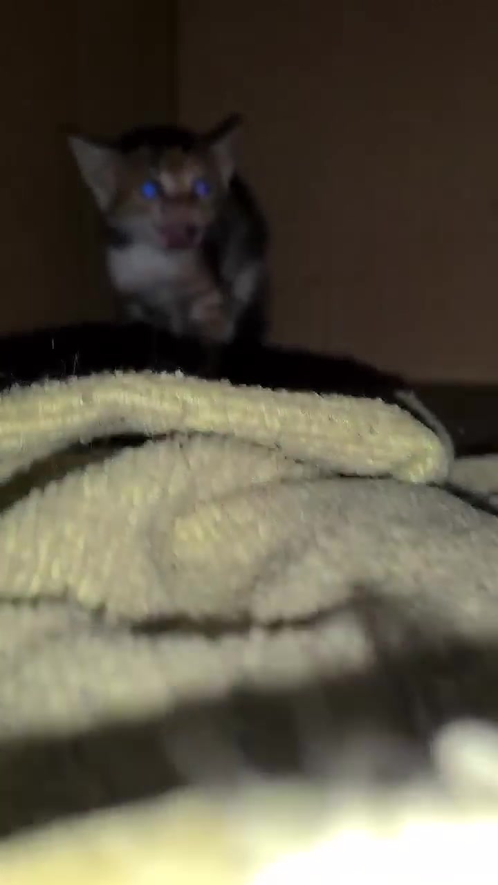 The Purr-fect Stand-Up Comedian!